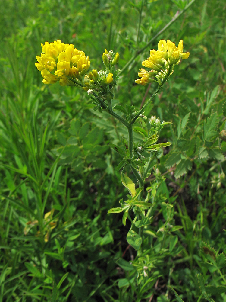 Image of Medicago falcata specimen.