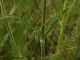 Silene wolgensis