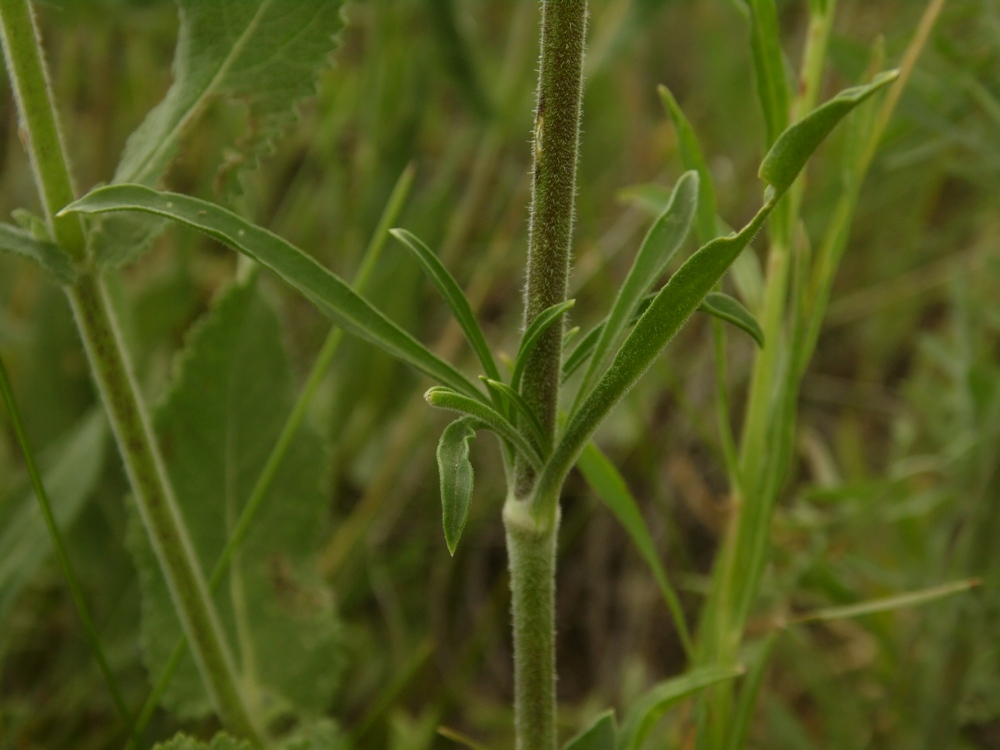 Image of Silene wolgensis specimen.