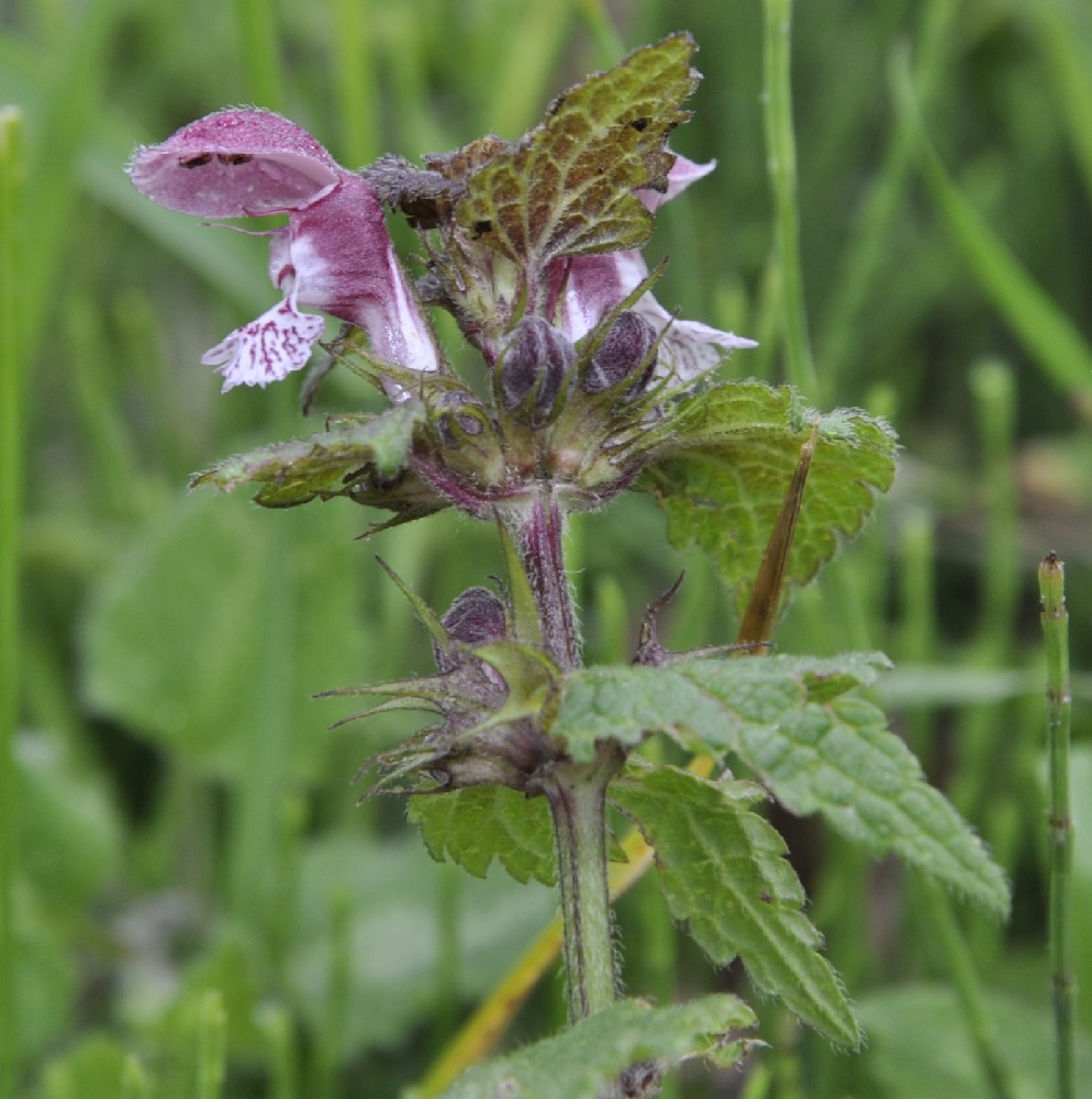 Изображение особи Lamium maculatum.