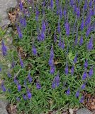 Veronica spicata. Цветущие растения. Германия, г. Дюссельдорф, Ботанический сад университета. 02.06.2014.