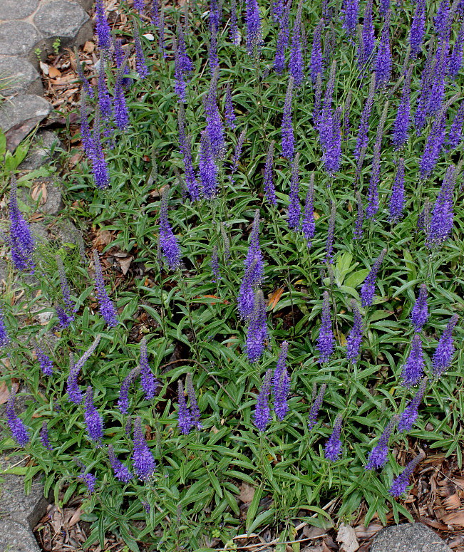 Изображение особи Veronica spicata.