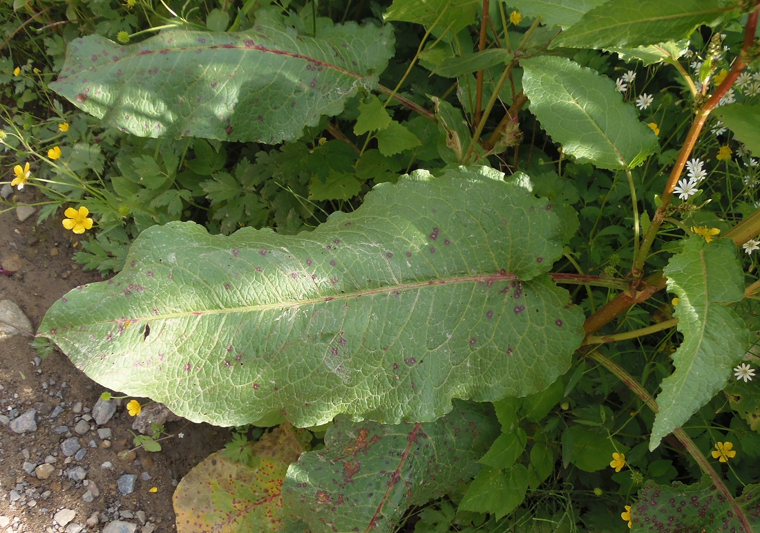 Image of Rumex obtusifolius specimen.