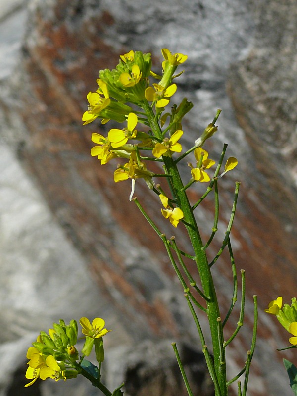 Image of Erysimum hieraciifolium specimen.