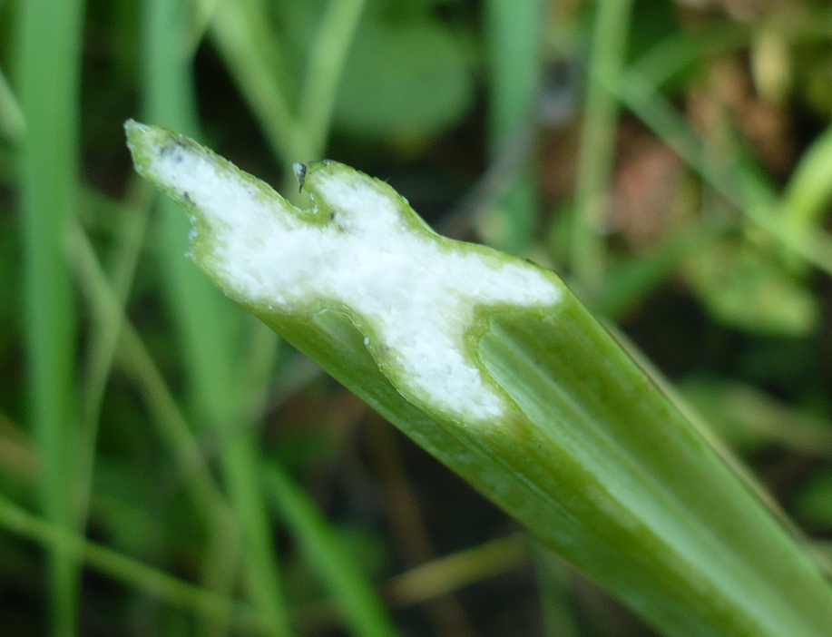 Image of Seseli libanotis specimen.