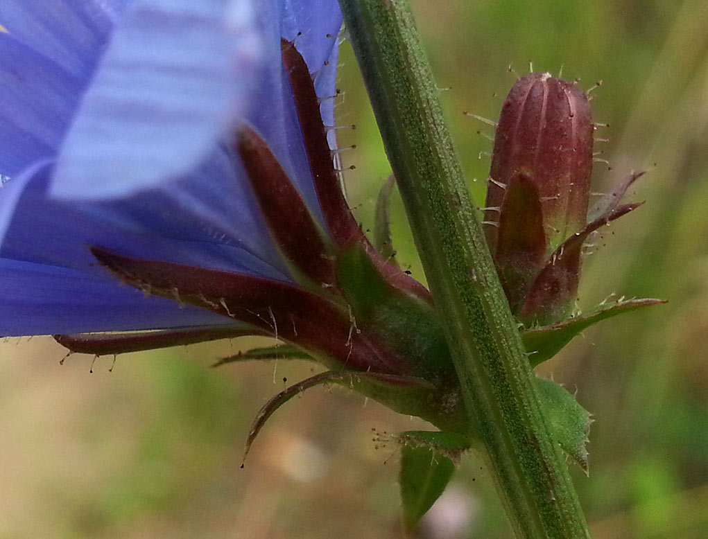 Image of Cichorium intybus specimen.