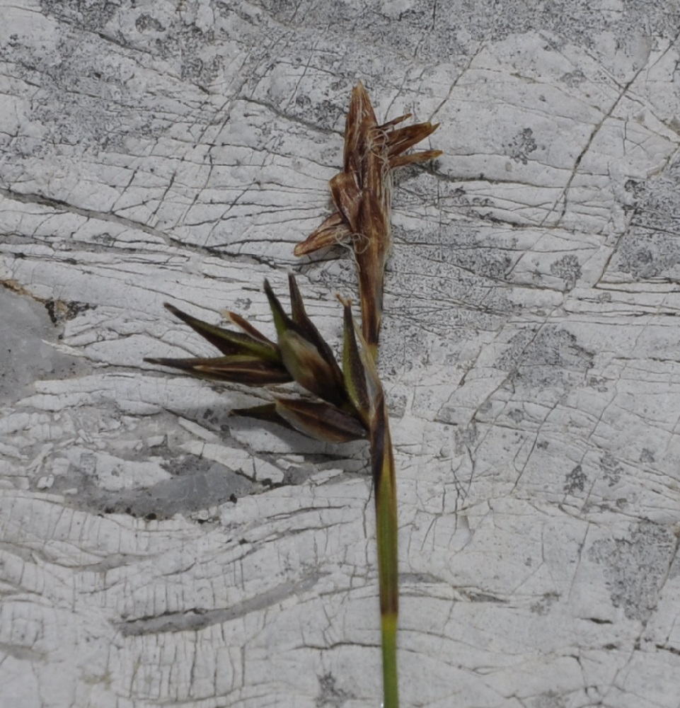 Изображение особи Carex kitaibeliana.