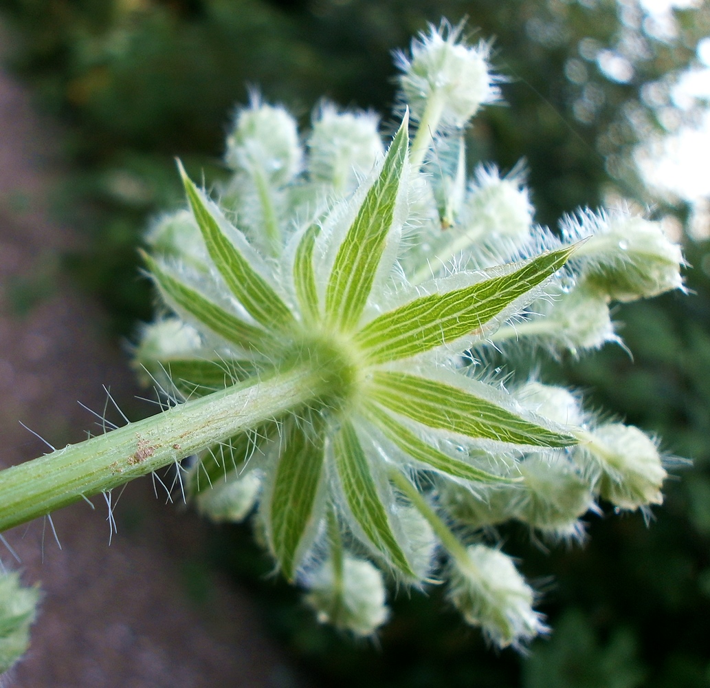 Image of Laserpitium hispidum specimen.