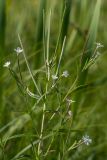 Epilobium palustre. Верхушка цветущего и плодоносящего растения. Ленинградская обл., Волосовский р-н, окр. дер. Большое Заречье, травяное болото на известняке. 26.07.2014.