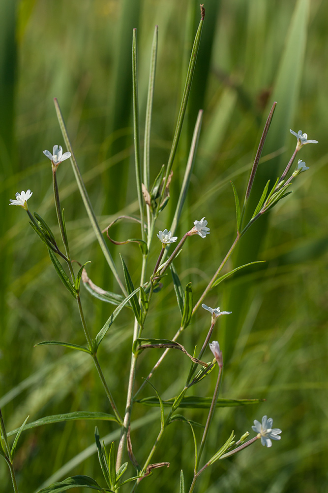 Изображение особи Epilobium palustre.