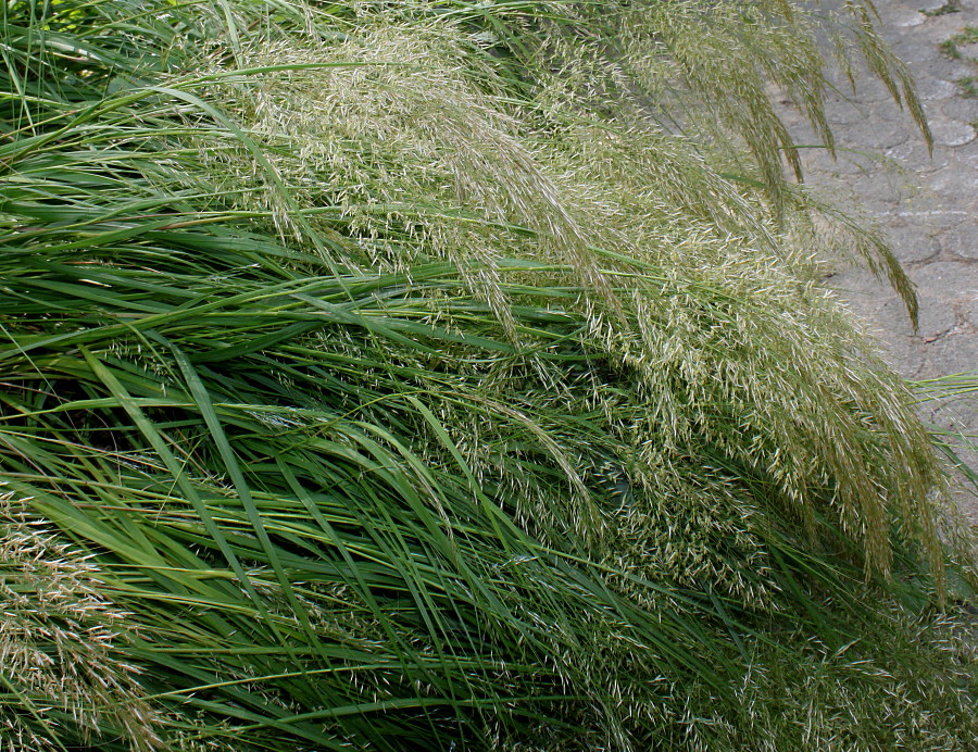 Image of Arrhenatherum elatius specimen.