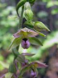 Epipactis helleborine