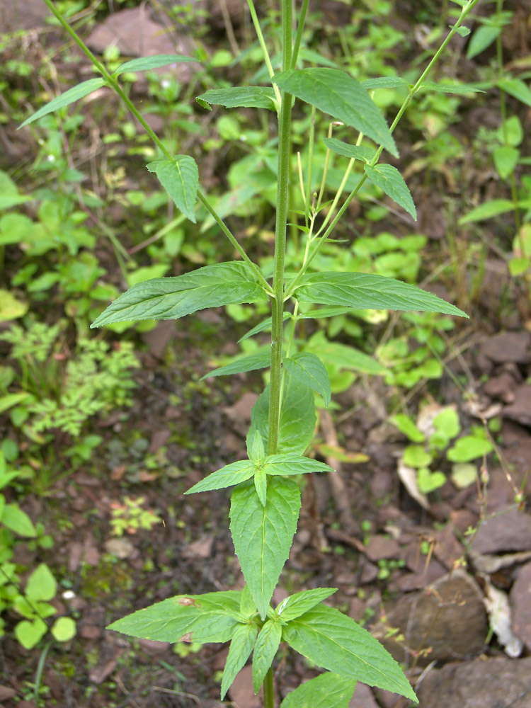 Image of Epilobium pseudorubescens specimen.