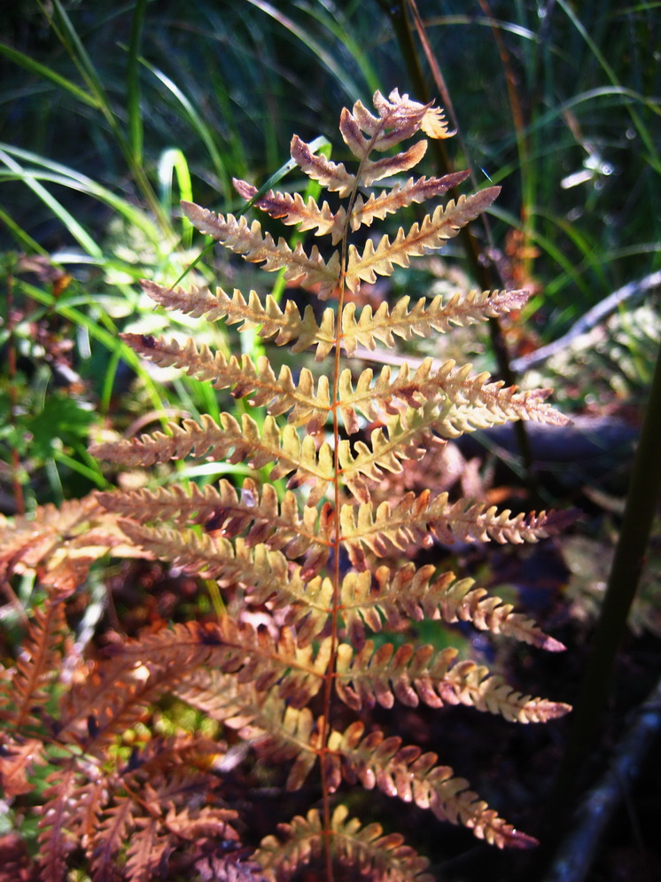 Изображение особи Thelypteris palustris.