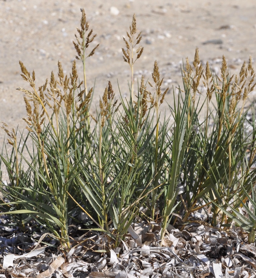 Image of Sporobolus pungens specimen.