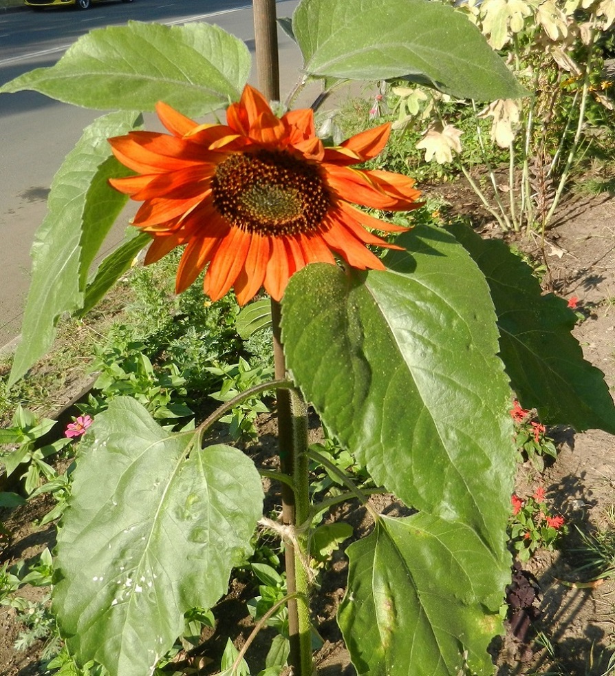 Image of Helianthus annuus specimen.
