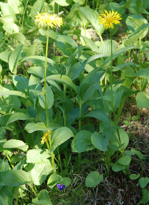 Изображение особи Doronicum altaicum.