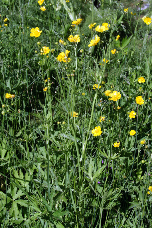 Изображение особи Ranunculus brevirostris.