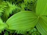 Veratrum oxysepalum
