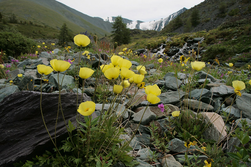 Image of Papaver canescens specimen.