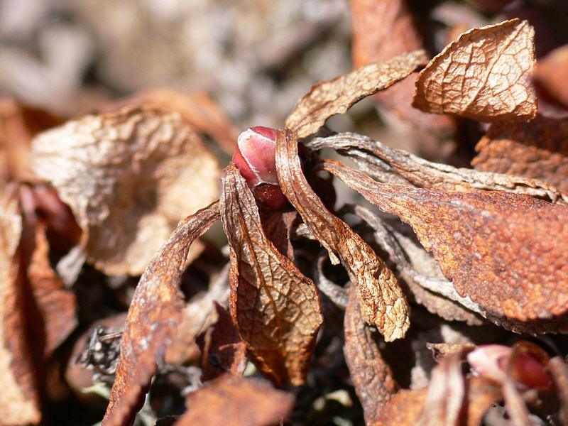 Изображение особи Vaccinium praestans.