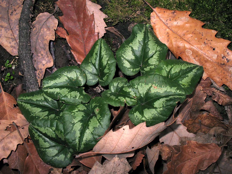 Image of Cyclamen elegans specimen.