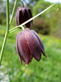 Fritillaria ruthenica. Цветок. Москва, ботанический сад МГУ.