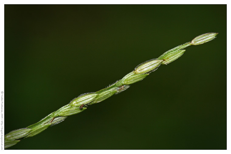 Image of genus Digitaria specimen.