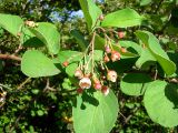 Cotoneaster melanocarpus