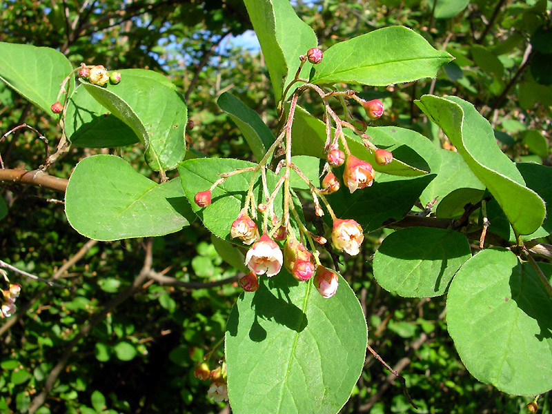 Image of Cotoneaster melanocarpus specimen.