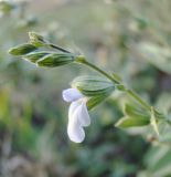 Salvia reflexa. Верхушка соцветия. Краснодарский край, Кущёвский р-н, станица Шкуринская, на завозной земле сквера. 06.10.2009.