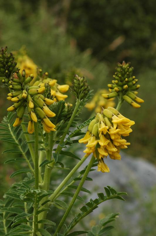 Image of Astragalus propinquus specimen.