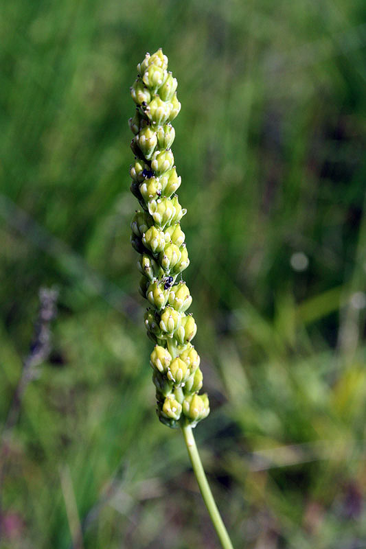 Изображение особи Tofieldia calyculata.