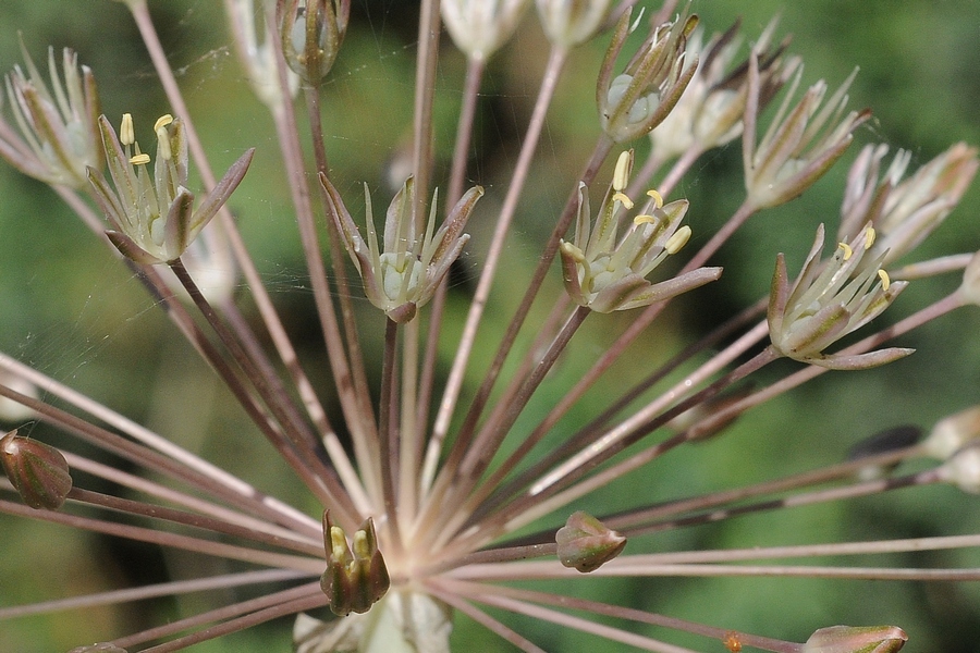 Image of Allium baissunense specimen.