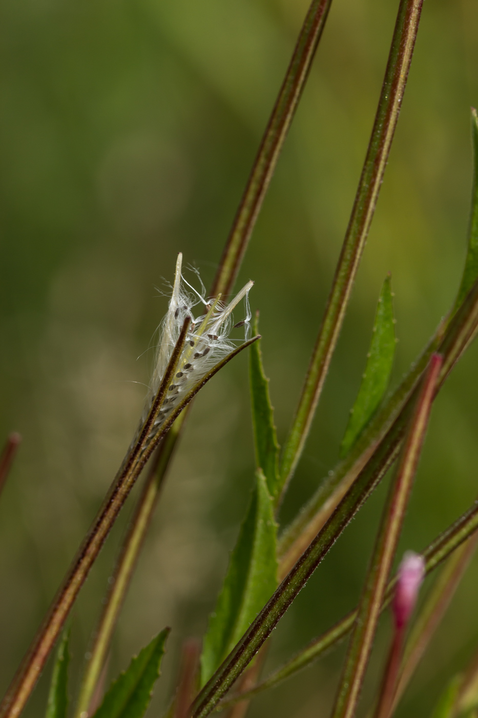 Изображение особи Epilobium pseudorubescens.