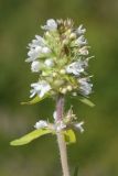 Thymus marschallianus