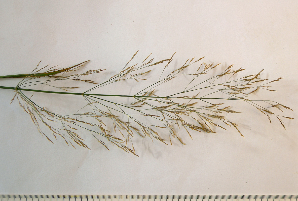 Image of Agrostis stolonifera specimen.