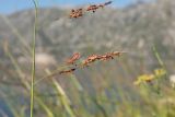 Sorghum halepense