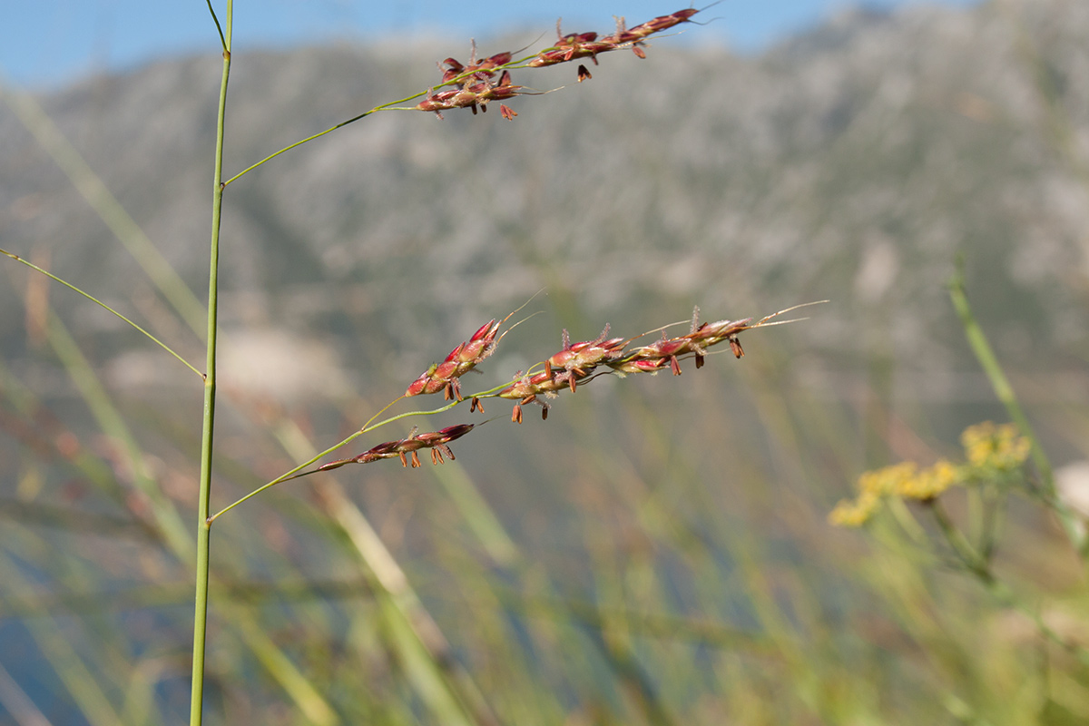 Изображение особи Sorghum halepense.