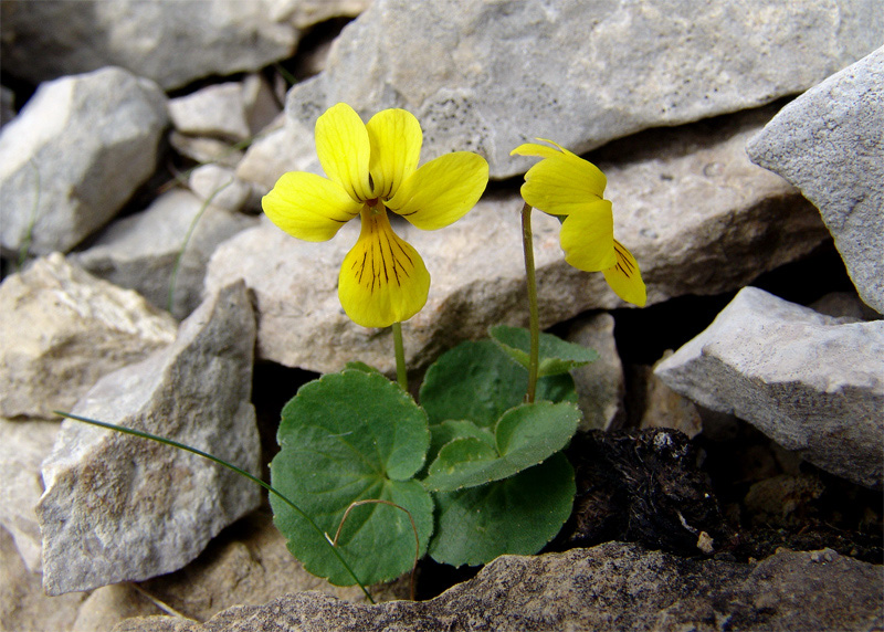 Изображение особи Viola caucasica.