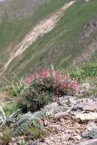 Hedysarum sewerzowii. Цветущее растение. Южный Казахстан, горы Алатау (Даубаба), Западное ущелье. 1500 м н.у.м. 19.05.2014.