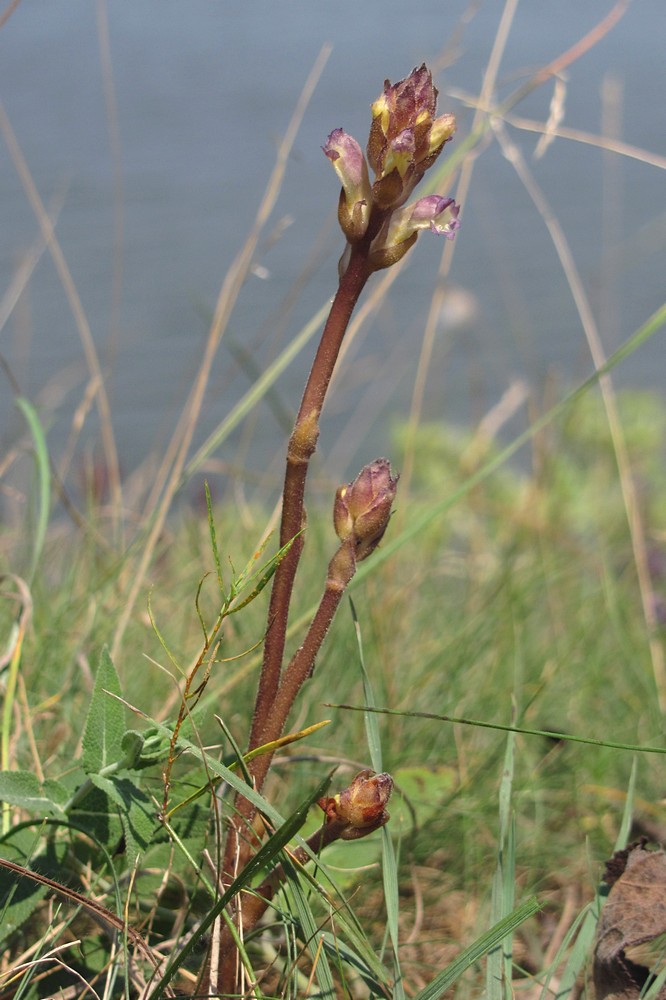 Изображение особи Orobanche cumana.