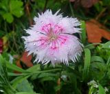 Dianthus repens