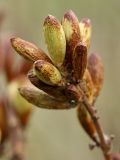 Syringa josikaea