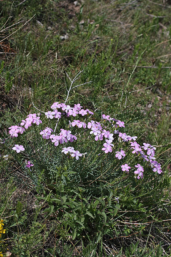 Изображение особи Linum olgae.