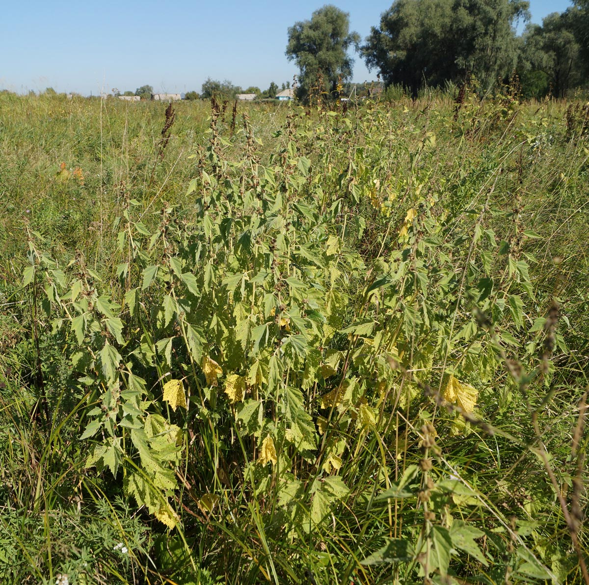Image of Althaea officinalis specimen.