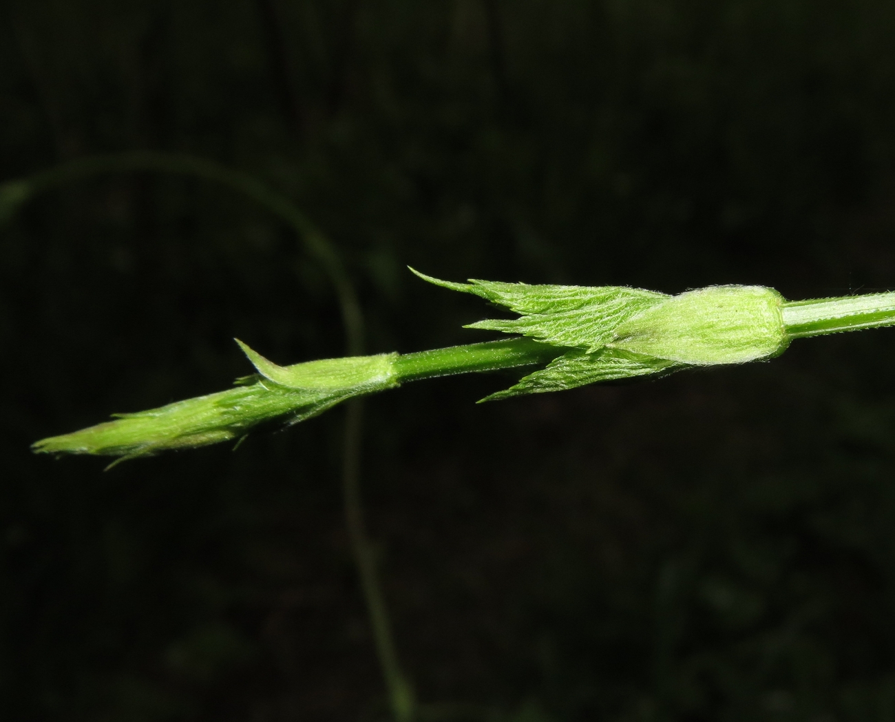 Image of Humulus lupulus specimen.
