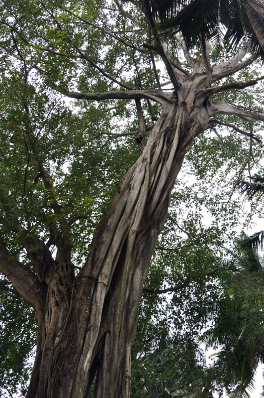 Изображение особи Ficus rumphii.