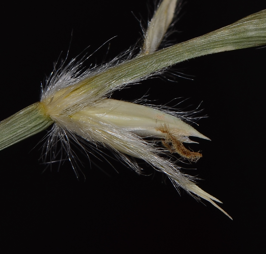 Image of Lasiurus scindicus specimen.