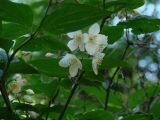 Philadelphus tenuifolius